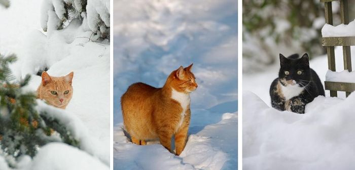 Snow Cats (21 pics)