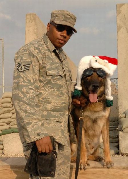 Military dogs (21 pics)