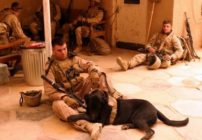 Military dogs (21 pics)