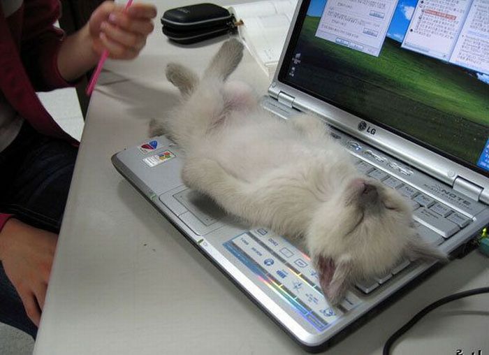 Acid Picdump (106 pics)