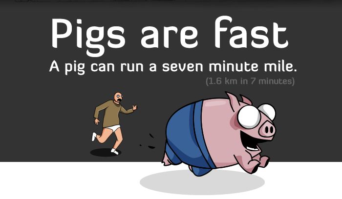 Five reasons pigs are more awesome than you (6 pics)