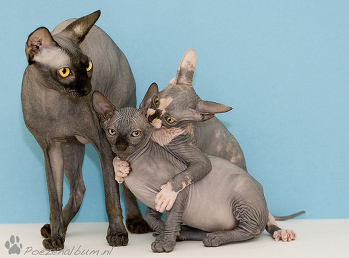 Naked kittens (20 pics)