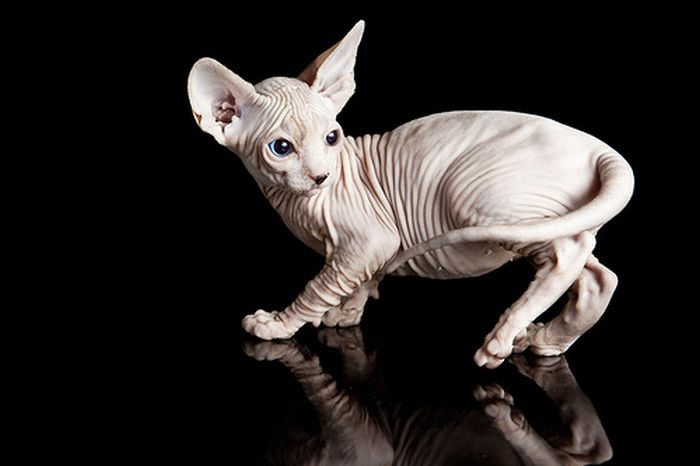 Naked kittens (20 pics)