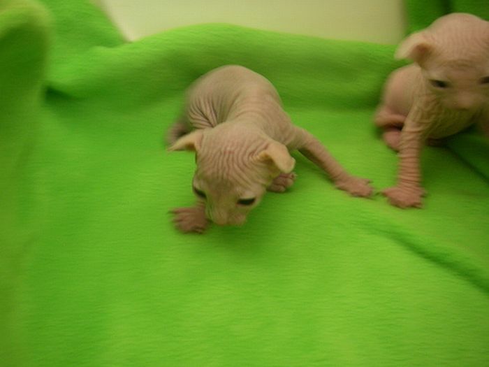 Naked kittens (20 pics)