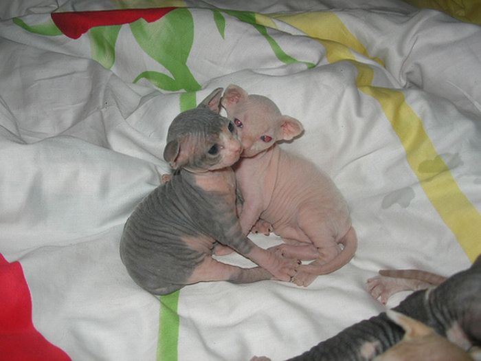 Naked kittens (20 pics)