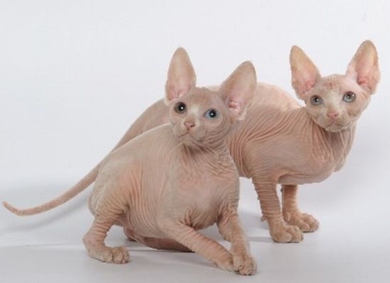 Naked kittens (20 pics)