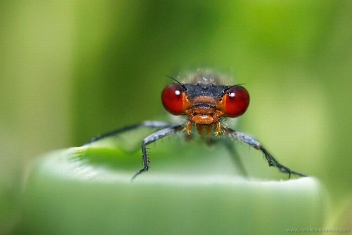 Photos of Insects by Roeselien Raimond (62 pics)