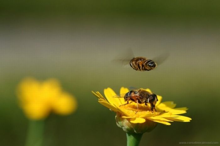 Photos of Insects by Roeselien Raimond (62 pics)