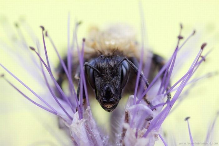 Photos of Insects by Roeselien Raimond (62 pics)