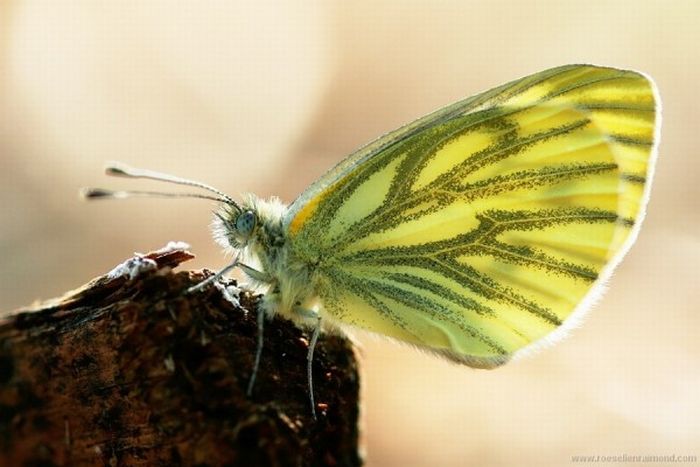 Photos of Insects by Roeselien Raimond (62 pics)