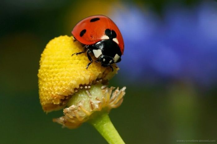 Photos of Insects by Roeselien Raimond (62 pics)