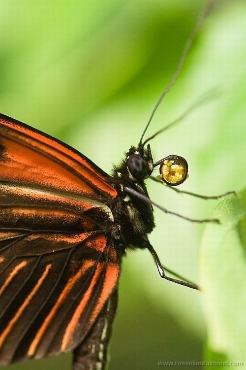 Photos of Insects by Roeselien Raimond (62 pics)