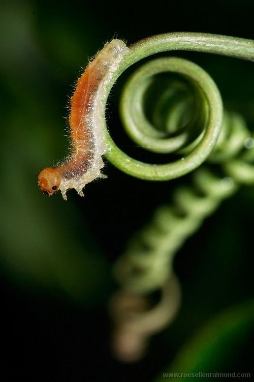 Photos of Insects by Roeselien Raimond (62 pics)