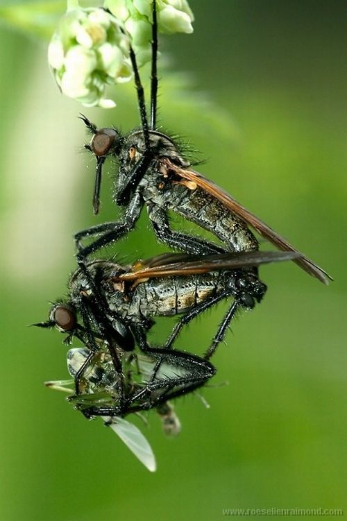 Photos of Insects by Roeselien Raimond (62 pics)
