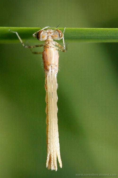 Photos of Insects by Roeselien Raimond (62 pics)