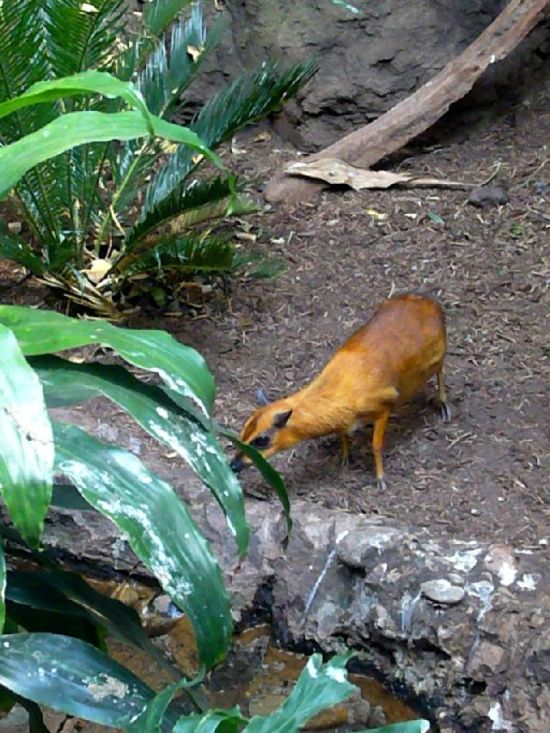 Mouse Deer (23 pics)