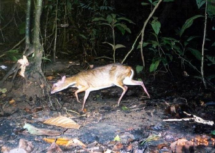 Mouse Deer (23 pics)