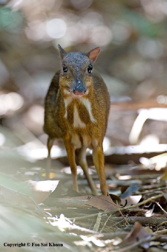 Mouse Deer (23 pics)