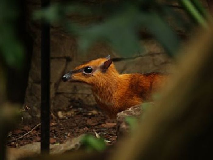 Mouse Deer (23 pics)