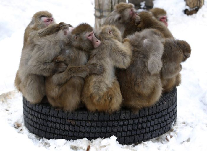 Monkeys Try to Stay Warm (3 pics)