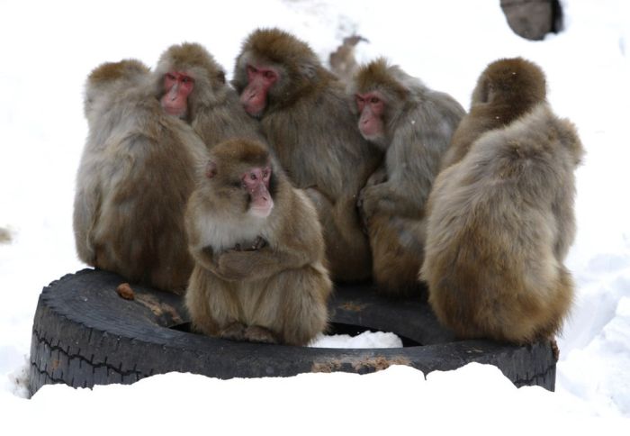 Monkeys Try to Stay Warm (3 pics)