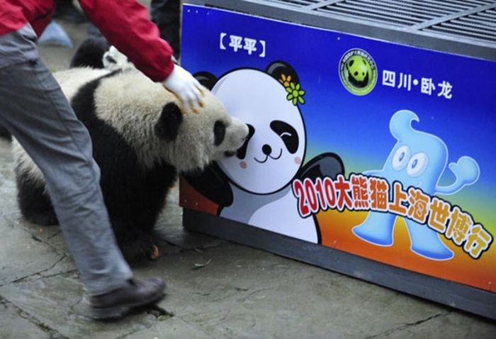 How Pandas are Transported in China (8 pics)