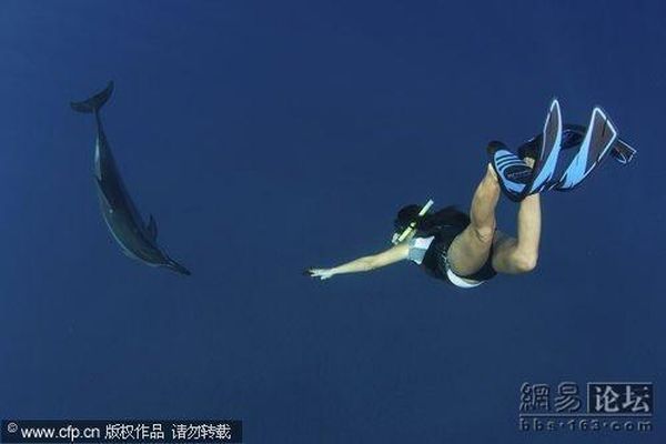 Pregnant Women Swimming with Dolphins (5 pics)