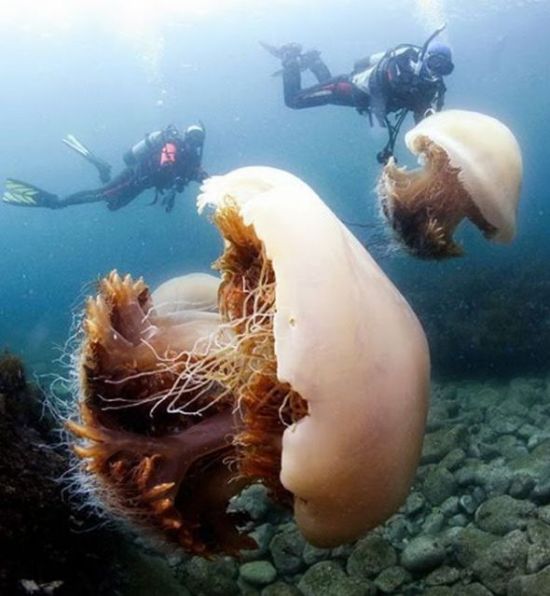 Giant Jellyfishes (6 pics)