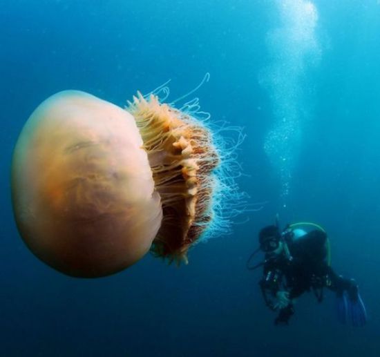 Giant Jellyfishes (6 pics)