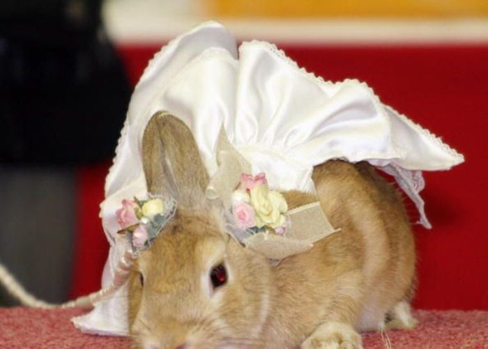 Rabbit Fashion (12 pics)