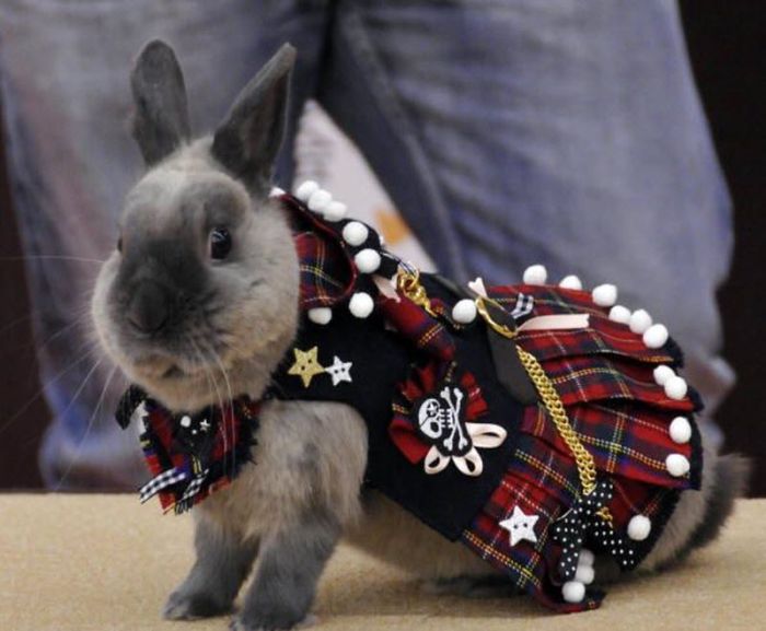 Rabbit Fashion (12 pics)