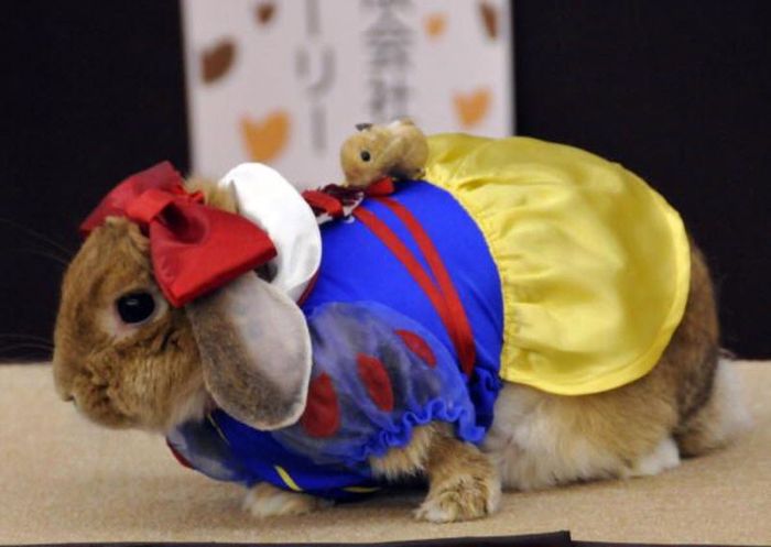 Rabbit Fashion (12 pics)