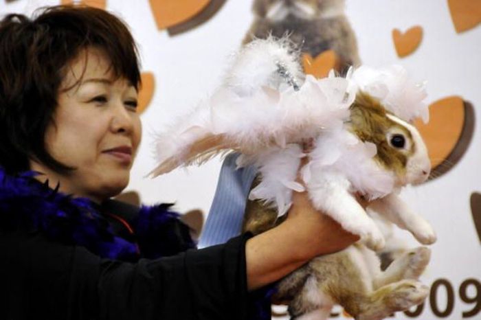 Rabbit Fashion (12 pics)