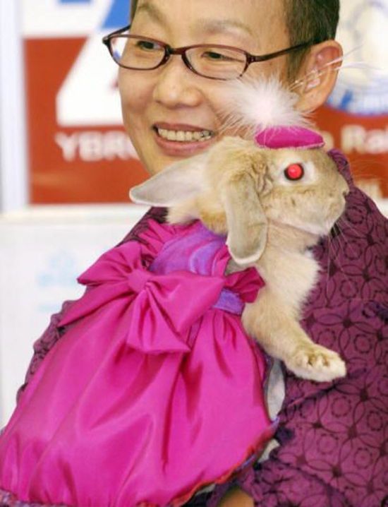 Rabbit Fashion (12 pics)