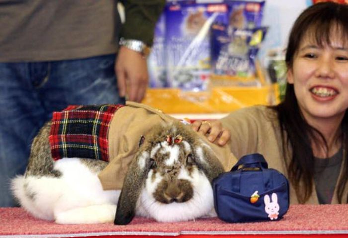 Rabbit Fashion (12 pics)