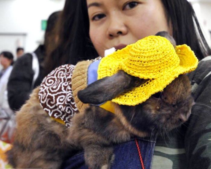 Rabbit Fashion (12 pics)