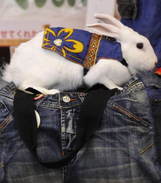 Rabbit Fashion (12 pics)