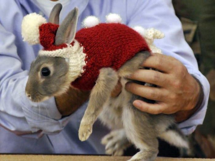 Rabbit Fashion (12 pics)