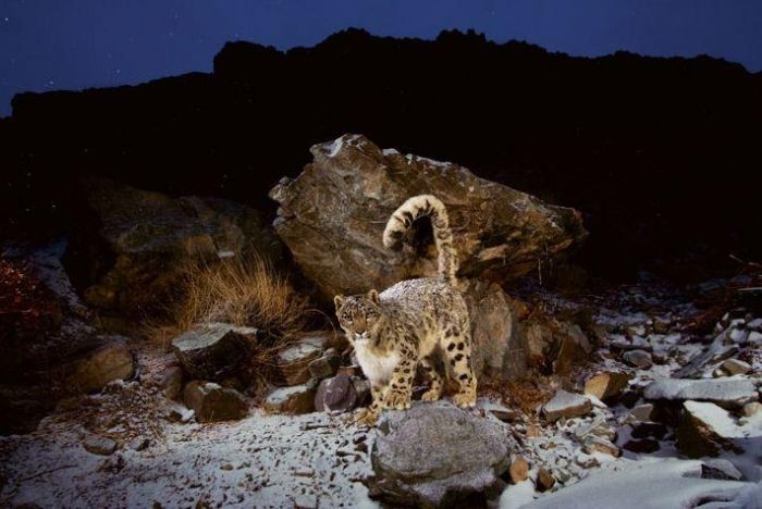 Snow Leopard (13 pics)