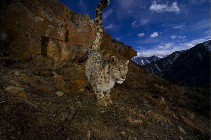 Snow Leopard (13 pics)