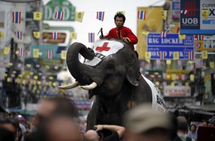 Thai Elephants Help to Raise Money for Haiti (7 pics)