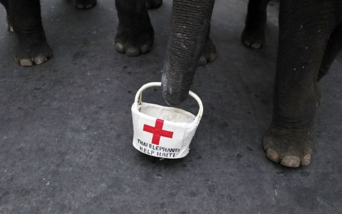 Thai Elephants Help to Raise Money for Haiti (7 pics)