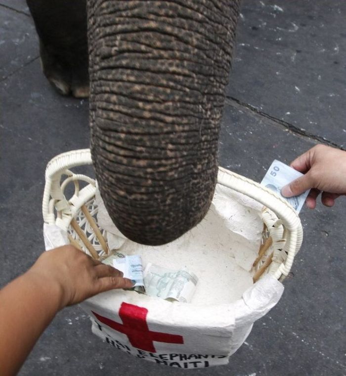Thai Elephants Help to Raise Money for Haiti (7 pics)