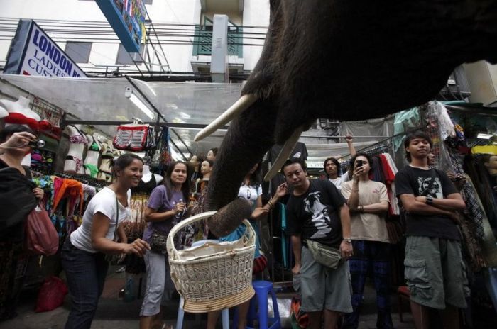 Thai Elephants Help to Raise Money for Haiti (7 pics)