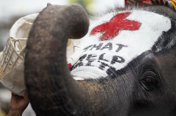 Thai Elephants Help to Raise Money for Haiti (7 pics)