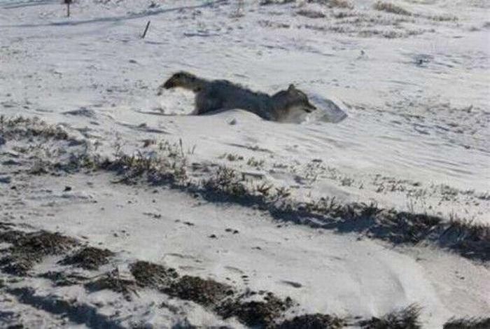 Frozen Coyote (4 pics)