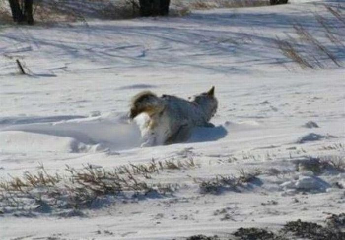 Frozen Coyote (4 pics)