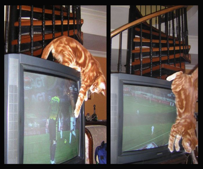 Acid Picdump (109 pics)