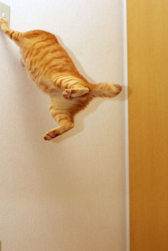 Acid Picdump (109 pics)