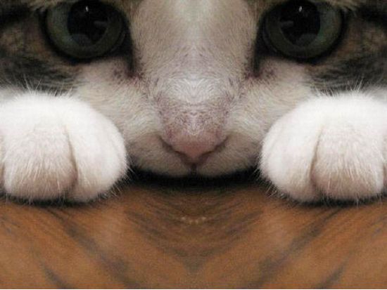 Acid Picdump (109 pics)